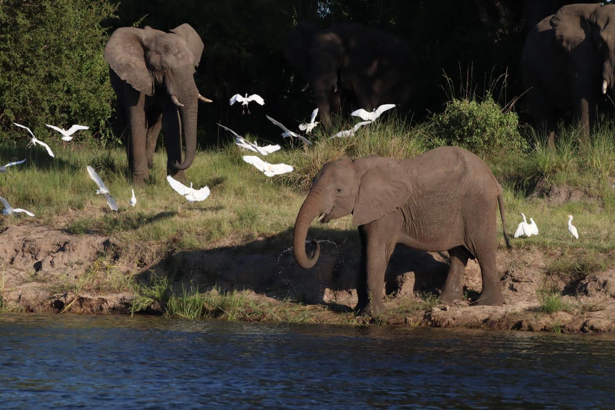 Zambezi Dusk Villa Ливингстън Екстериор снимка