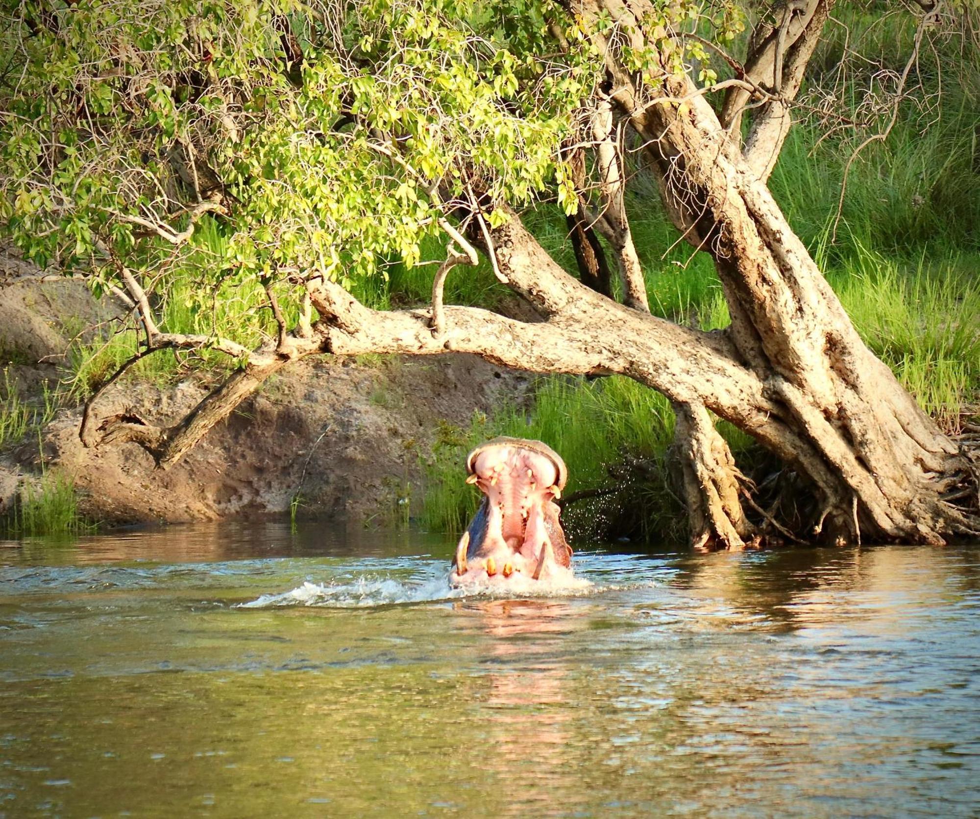 Zambezi Dusk Villa Ливингстън Екстериор снимка